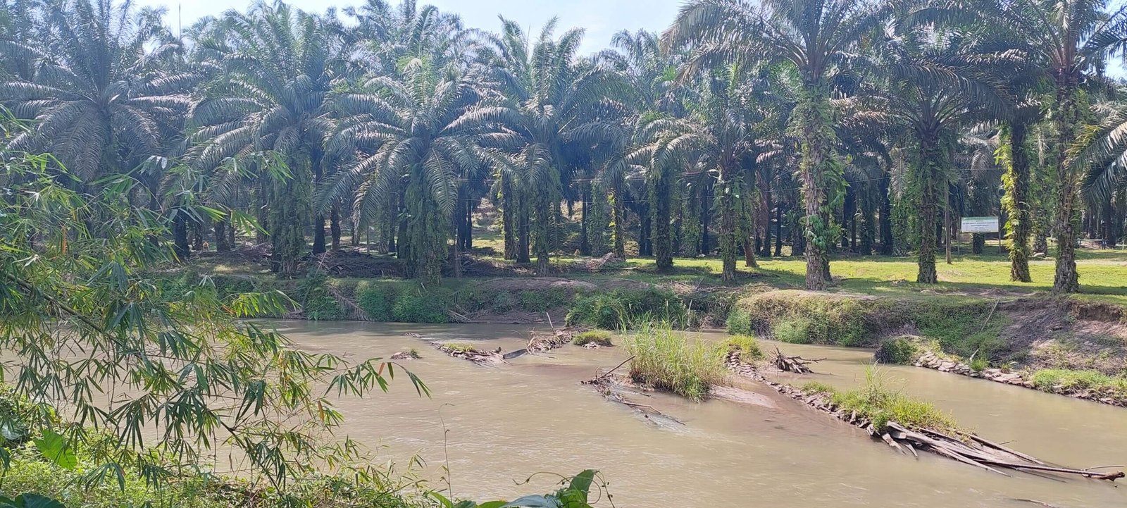 SEJUMLAH NKT DAN DAS RUSAK PARAH DIDUGA ADANYA TANAMAN KOMUDITE KELAPA SAWIT MILIK PTPN III
