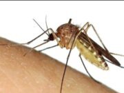 Perhatian …!!! Nyamuk Aedes Aegypti Diduga Penyebab DBD Dan Agas Sudah Menyerang Warga Sergai