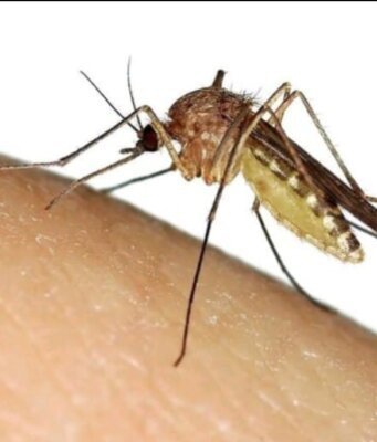 Perhatian …!!! Nyamuk Aedes Aegypti Diduga Penyebab DBD Dan Agas Sudah Menyerang Warga Sergai
