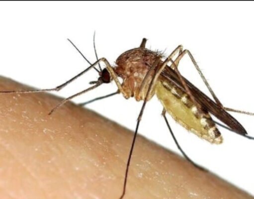 Perhatian …!!! Nyamuk Aedes Aegypti Diduga Penyebab DBD Dan Agas Sudah Menyerang Warga Sergai