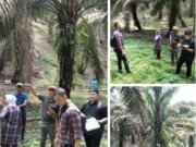 EMPAT BULAN LP KASUS DUGAAN PENCURIAN DAN PENGERUSAKAN LAHAN SAWIT DISINYALIR MILIK EDI SARAGIH ,KINI TERDUGA PELAKU MASIH BEBAS BERKELIARAN