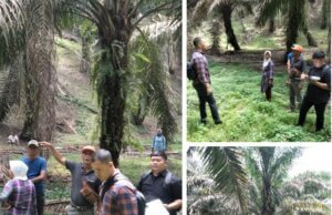 EMPAT BULAN LP KASUS DUGAAN PENCURIAN DAN PENGERUSAKAN LAHAN SAWIT DISINYALIR MILIK EDI SARAGIH ,KINI TERDUGA PELAKU MASIH BEBAS BERKELIARAN