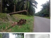 Para Pemudik Di himbau Berhati-hati, Batang Kelapa Sawit Milik Bumn Kebun Sarang Giting, Kini Membahayakan Pengguna Jalan, Dikabarkan Telah Menelan Korban Jiwa Akibat Tumbang