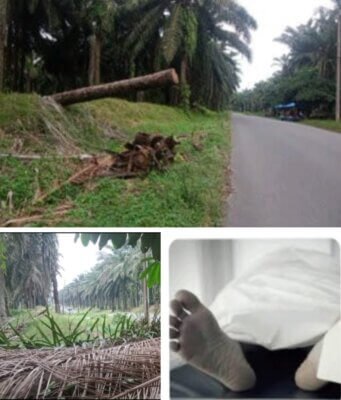 Para Pemudik Di himbau Berhati-hati, Batang Kelapa Sawit Milik Bumn Kebun Sarang Giting, Kini Membahayakan Pengguna Jalan, Dikabarkan Telah Menelan Korban Jiwa Akibat Tumbang