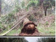 APK BUMN Kebun Sarang Giting Michael Vanessa S.Psi.Terkesan Risih Di Konfirmasi Awak Media