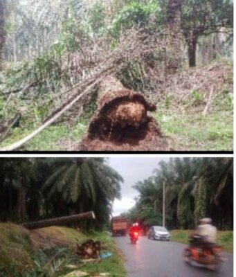 APK BUMN Kebun Sarang Giting Michael Vanessa S.Psi.Terkesan Risih Di Konfirmasi Awak Media