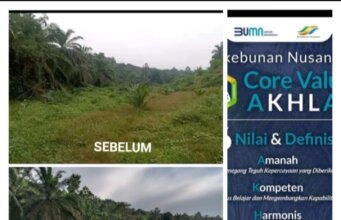 Berdalih Rotasi, Dan Setelah di Beritakan Areal Semak Belukar TM dan TBM, HGU milik Bumn PTPN IV KG.Monako, Kini Baru terlihat Di Urus