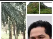 Selain Semak Belukar Areal Di TM dan TBM HGU milik Bumn PTPN IV KG.Monako, Terlihat Banyak Karyawan Tidak Menggunakan APD Dalam Bekerja