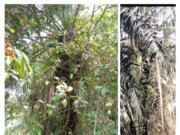 ABAIKAN SEMAK BELUKAR DI AREAL TM DAN TBM, TERKESAN ASISTEN AFD INGIN HANCURKAN MASA DEPAN PTPN IV REGIONAL I SUMUT