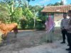 Kapolsek Pandeglang menyalurkan hewan qurban ke Pondok pesantren.