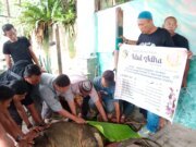Rayakan Idul Adha :Keluarga DR H Rahmat Shah Sembelih 16 Ekor Sapi dan 4 Kambing