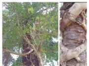 Copot Pecat dan Penjarakan Oknum Karpim yang Coba Suap wartawan, hingga Rugikan Perusahaan Serta Para Penanam Saham dan Sampai hati Terlantarkan TM/TBM milik Bumn PTPN.IV Di Kebun Gunung Monako