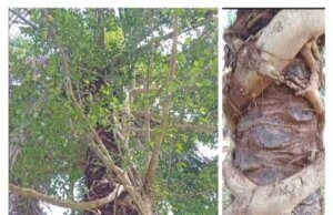 Copot Pecat dan Penjarakan Oknum Karpim yang Coba Suap wartawan, hingga Rugikan Perusahaan Serta Para Penanam Saham dan Sampai hati Terlantarkan TM/TBM milik Bumn PTPN.IV Di Kebun Gunung Monako