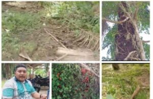 Kesewenangan dan Arogansi Oknum Asisten Afd 2 Kebun Gunung Monako, Mengalahkan Kewenangan Dirut PTP Nusantara, Hingga Tega Terlantarkan Hasil Buah Produksi Tumbuh di Areal Menjadi Gulma