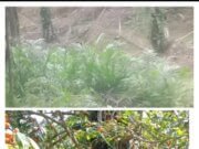 Begitu Kejamnya Asisten Afd ,Tega Hancurkan Hasil Produksi Hingga Tumbuh Menjadi Gulma di Areal Perkebunan PTP Nusantara