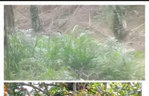 Begitu Kejamnya Asisten Afd ,Tega Hancurkan Hasil Produksi Hingga Tumbuh Menjadi Gulma di Areal Perkebunan PTP Nusantara