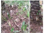 Info Buat Dirut PTPN IV.Regional I dan Manajer Kebun Sarang Giting Disinyalir Buah Produktif Di Telantarkan Menjadi Gulma