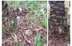 Info Buat Dirut PTPN IV.Regional I dan Manajer Kebun Sarang Giting Disinyalir Buah Produktif Di Telantarkan Menjadi Gulma