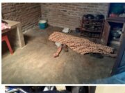 Aniaya Korban Hingga Tewas, Pelaku Ditangkap Polsek Firdaus