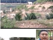 Info Buat Bapak Distrik Serdang I Dan Manajer Kebun Gunung Monako Ada Kawanan Ekor Lembu Di Areal TBM Afd 2 terkesan Di Ternakan.