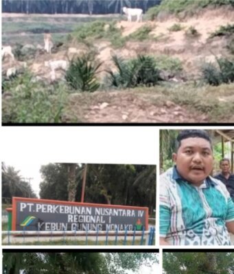 Info Buat Bapak Distrik Serdang I Dan Manajer Kebun Gunung Monako Ada Kawanan Ekor Lembu Di Areal TBM Afd 2 terkesan Di Ternakan.