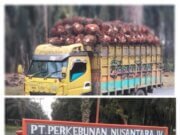 Unit Kebun Tak Sediakan Tera Timbang, Disinyalir Jadi Sarang Para Mafia, Diduga Gelapkan Belasan ton TBS Setiap harinya hingga rugikan Perusahaan dan Rekanan Angkutan