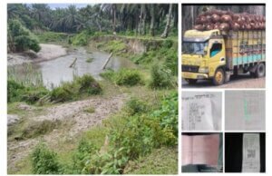 DAS DI RAMBAH, AREAL HGU TIDAK TERURUS JADI BELANTARA HUTAN, BELASAN TON HASIL KOMUDITE SAWIT SETIAP HARINYA DI DUGA DIGELAPKAN DAN RAIB DI PTPN KEBUN GUNUNG MONAKO