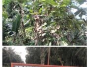 INFO KEMBALI UNTUK BAPAK MENTERI BUMN DAN DIRUT PTP.NUSANTARA .IV ATAS TEMUAN DIDUGA AREAL HGU MILIK PERUSAHAAN DITERLANTARKAN PULUHAN TAHUN LAMANYA, KINI SUDAH MIRIP SEKALI HUTAN BELANTARA