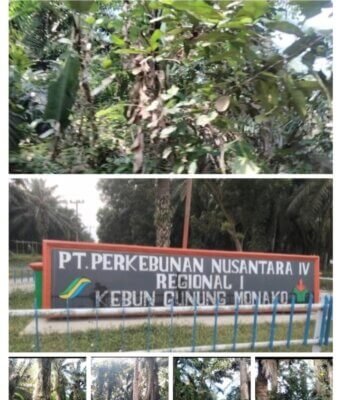 INFO KEMBALI UNTUK BAPAK MENTERI BUMN DAN DIRUT PTP.NUSANTARA .IV ATAS TEMUAN DIDUGA AREAL HGU MILIK PERUSAHAAN DITERLANTARKAN PULUHAN TAHUN LAMANYA, KINI SUDAH MIRIP SEKALI HUTAN BELANTARA