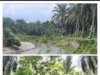 PARAH…!!! LOKASI DAS DISINYALIR DI RUSAK, HEKTARAN AREAL HGU DIDUGA MALAH DI TERLANTARKAN JADI BELANTARA HUTAN DI AFD 3 KEBUN GUNUNG MONAKO