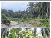 PARAH…!!! LOKASI DAS DISINYALIR DI RUSAK, HEKTARAN AREAL HGU DIDUGA MALAH DI TERLANTARKAN JADI BELANTARA HUTAN DI AFD 3 KEBUN GUNUNG MONAKO