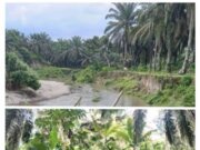 COPOT..!!! PECAT..!!! DAN PENJARAKAN.!!! OKNUM PIMPINAN YANG DISINYALIR TELAH MERUSAK DAS MILIK BWS, DAN DIDUGA TERLANTARKAN HEKTARAN AREAL HGU MILIK BUMN KINI JADI BELANTARA HUTAN DI AFD 3 KEBUN GUNUNG MONAKO – SUMATERA UTARA