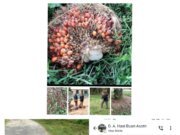 Rusakah Akhalak Asisten Afd 3 Juga Perangkatnya, Hinga Disinyalir Rugikan Penanam Saham, Dengan Terlantarkan TBS dan Berondolon Di Areal Kebun Gunung monako.