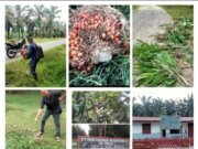 AKHLAK Asisten Afd 3,Gunung monako Di Pertanyakan,Tega Rugikan Penanam Saham, Dengan Terlantarkan Buah TBS dan Berondolan Bahkan Nyaris Tak Berjarak Dari Lokasi Kantor Afd, Kini Tumbuh Menjadi Gulma Dan ada Pula Hektaran yang Jadi Belantara Hutan