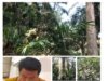 Ratusan Juta Lebih Di Duga Uang Perawatan Di tilap, Asisten Afd Tega Terlantarkan Ribuan berondolan hasil Produksi Kini tumbuh menjadi Gulma, Hingga Hektaran Areal HGU Kebun monako Terlihat jadi Hutan Belantara.