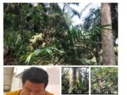 Ratusan Juta Lebih Di Duga Uang Perawatan Di tilap, Asisten Afd Tega Terlantarkan Ribuan berondolan hasil Produksi Kini tumbuh menjadi Gulma, Hingga Hektaran Areal HGU Kebun monako Terlihat jadi Hutan Belantara.