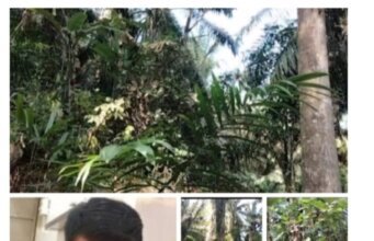 Ratusan Juta Lebih Di Duga Uang Perawatan Di tilap, Asisten Afd Tega Terlantarkan Ribuan berondolan hasil Produksi Kini tumbuh menjadi Gulma, Hingga Hektaran Areal HGU Kebun monako Terlihat jadi Hutan Belantara.