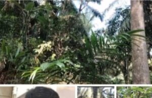 DIREKSI PTPN IV DI MINTA, PECAT COPOT DAN PENJARAKAN OKNUM OKNUN PIMPINAN DI KEBUN WILAYAH MONAKO YANG TERKESAN KELAKUANYA MIRIP HAMA ULAT API, MENGGEROTI ASET PERUSHAAN ALIAS DISINYALIR KORUPSI..!!!