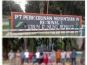 Aparat Penegak Hukum Di Minta Segera Tangkap Oknum Assiten Afd Di Duga Lakukan Pungutan Liar terhadap Karyawanya