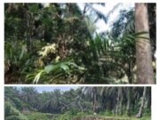 Para Oknum Pejabat Nakal Di Kebun PTP.Nusantara Gunung monako, Terkesan tak mampu Tersentuh Hukum