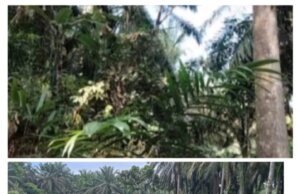 Para Oknum Pejabat Nakal Di Kebun PTP.Nusantara Gunung monako, Terkesan tak mampu Tersentuh Hukum