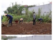 WBP Lapas Narkotika Kelas IIA Pematangsiantar Tanam Jagung