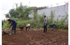 WBP Lapas Narkotika Kelas IIA Pematangsiantar Tanam Jagung