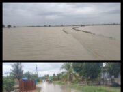 Intensitas Hujan Tinggi, Puluhan Hektar Persawahan Masyarakat Kebanjiran di Tanjung Beringin Hingga Bandar Kalifah